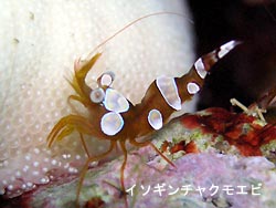 マンタ凄すぎ!