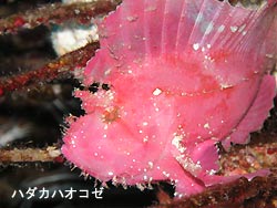 透明度少し回復