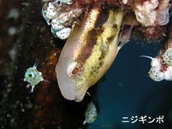 透明度少し回復