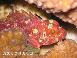 透明度少し回復