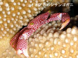 風が落ちたっ!