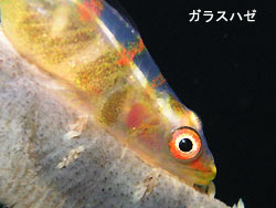 風が落ちたっ!