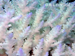 嵐の前の・・・