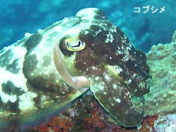 水温、若干下がる