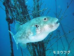 ダイビング日和さ~