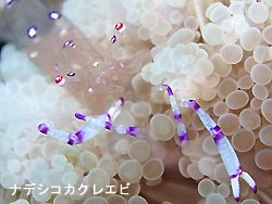 ダイビング日和さ~