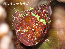 初マンタなるか?!