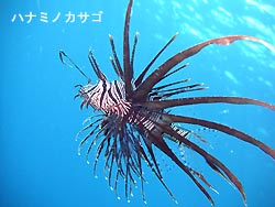 北風に。。