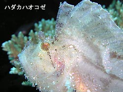 マンタぐるぐる!