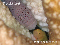 カメさんに逢えました