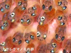 カメさんに逢えました