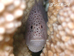 我らが救世主ソバカス君