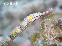 秋ですね~