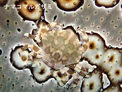 秋ですね~