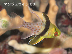 明日こそマンタ通ってほしい・・・。