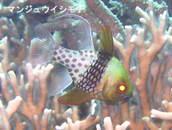 台風15号発生!