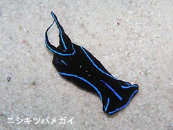 マンタシーズン?!