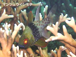 ベタナギ