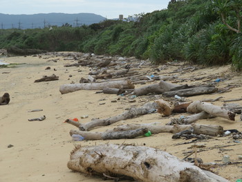 大量の流木と漂着ゴミと１１月のビーチクリーンアップ予定
