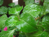 まっしー告知！！！ 2012/05/09 16:33:58