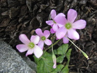 アルテ崎山♪ 2012/04/20 04:31:05