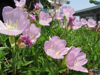 もう春です 2012/04/17 15:21:14