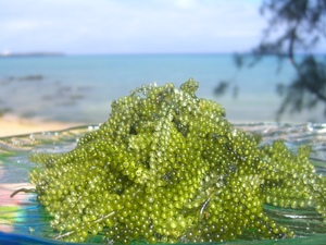 海ぶどう
