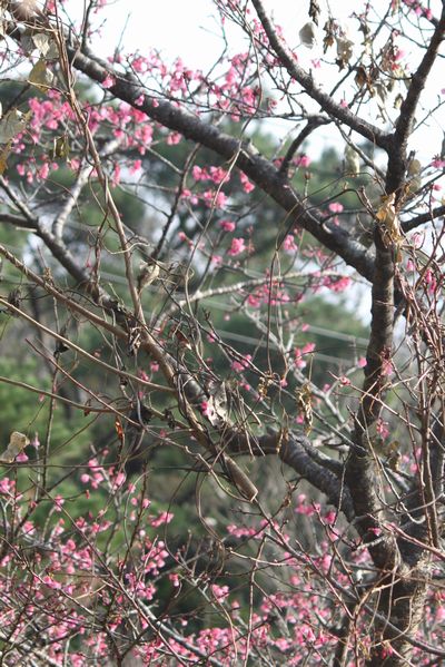 一足早い花見