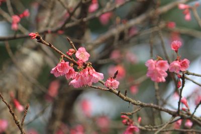 一足早い花見