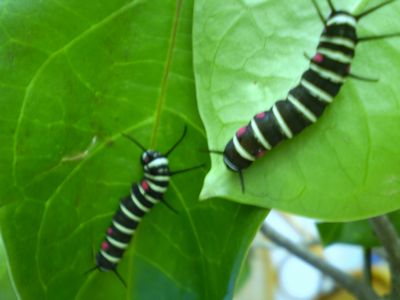 オオゴマダラさようなら