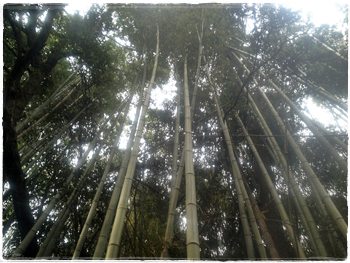 竹林