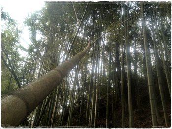 竹林