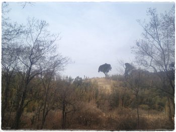 馬来田
