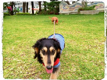 犬