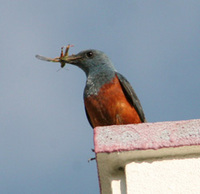 雄