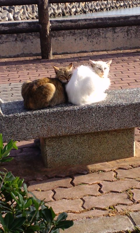 こにゃにゃちわ~~