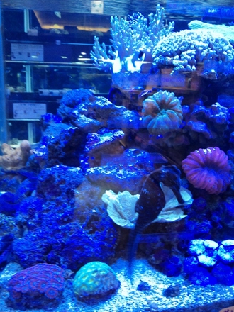 タツノオトシゴ