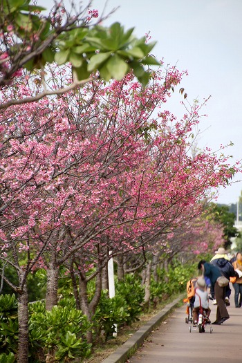 漫湖公園の桜『漫湖さくらまつり』