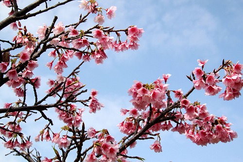 漫湖公園の桜『漫湖さくらまつり』