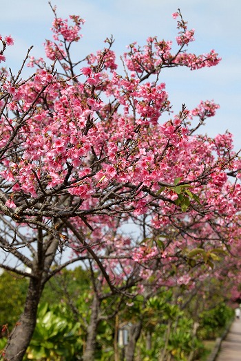 漫湖公園の桜『漫湖さくらまつり』