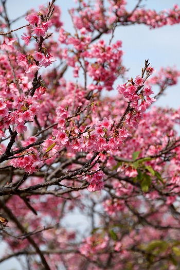 漫湖公園の桜『漫湖さくらまつり』