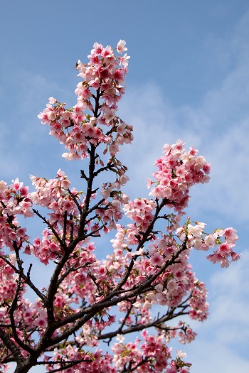漫湖公園の桜『漫湖さくらまつり』