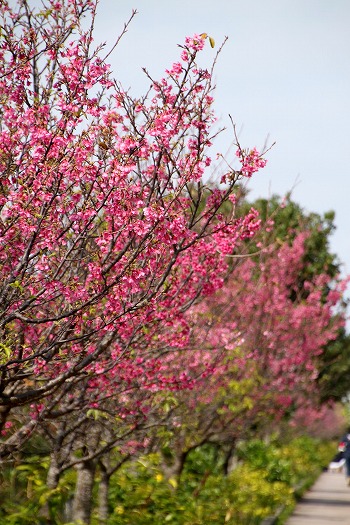 漫湖公園の桜『漫湖さくらまつり』