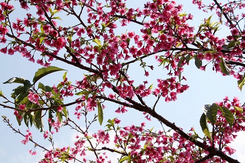 漫湖公園の桜『漫湖さくらまつり』