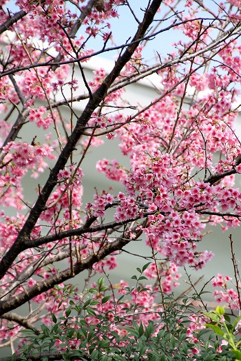 民家の桜