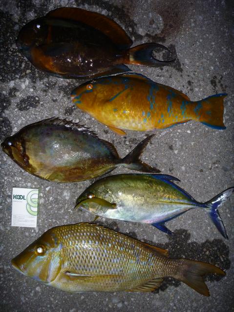 荒れた日の荒磯フカセ2釣行!