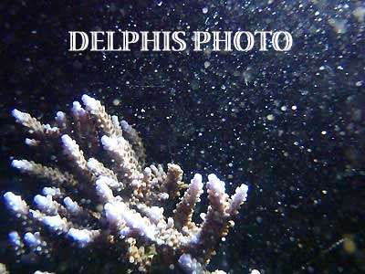 島周りのサンゴ3