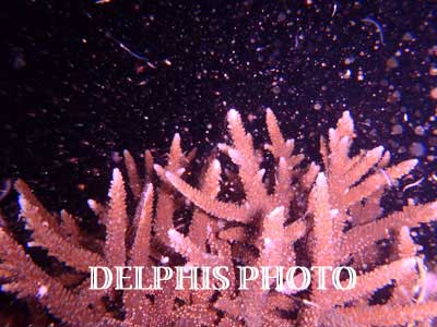 海のサンゴ1