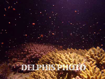 海のサンゴ4