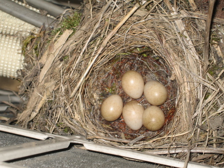 我が家の【天然】鳥の巣２